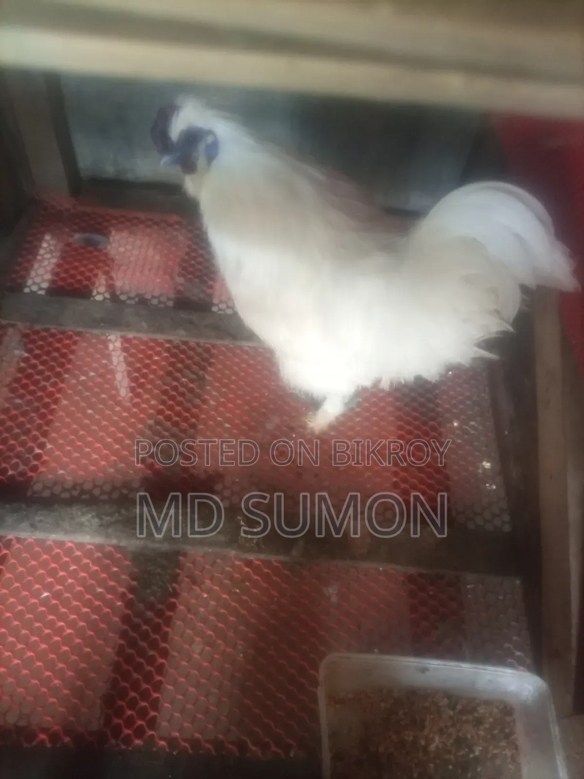 সিল্কি মুরগী মেল রানিং