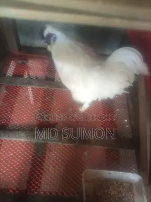 সিল্কি মুরগী মেল রানিং