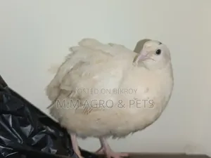 European Giant Courtnix Hatching Eggs
