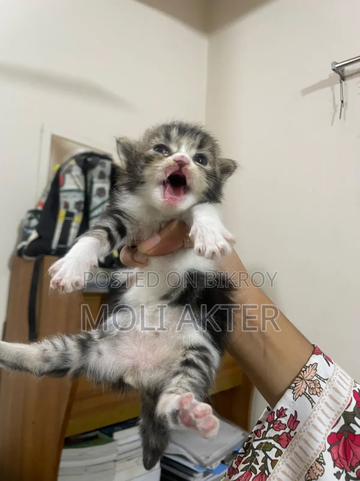 1-3 Months Male Purebred Persian