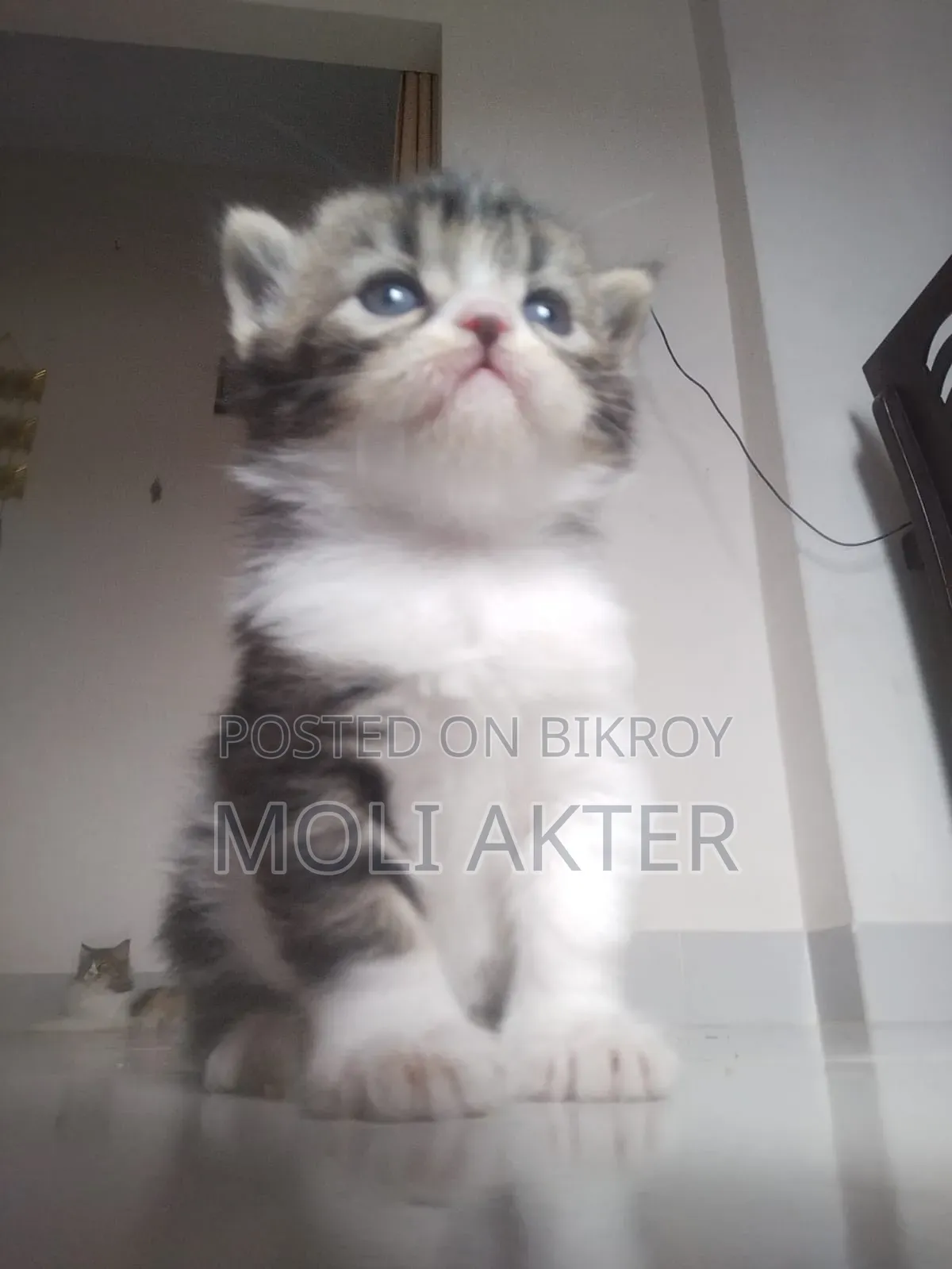 1-3 Months Male Purebred Persian