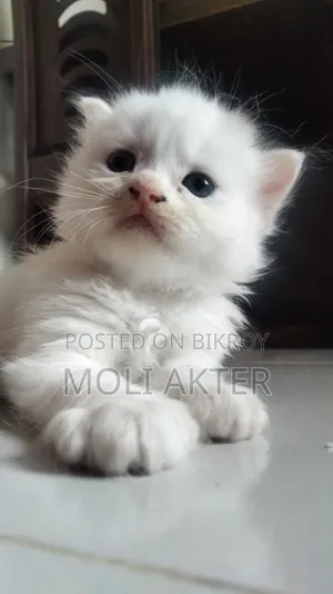 1-3 Months Male Purebred Persian