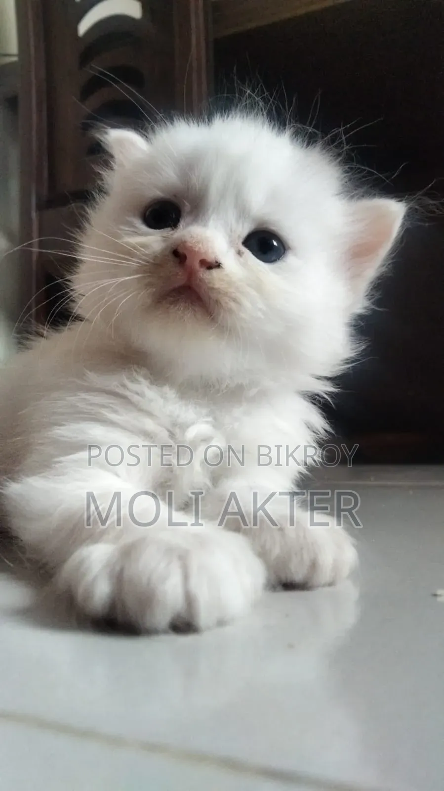 1-3 Months Male Purebred Persian