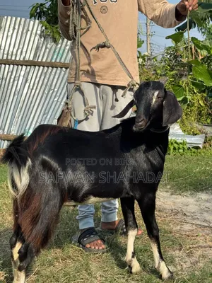 পুরুষ ছাগল