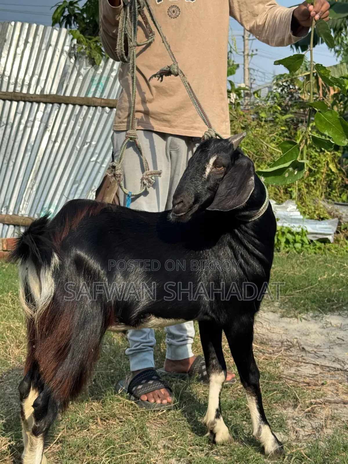 পুরুষ ছাগল