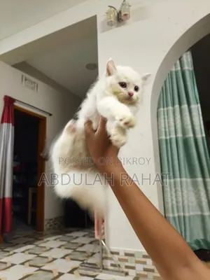 1-3 months Female Purebred Persian