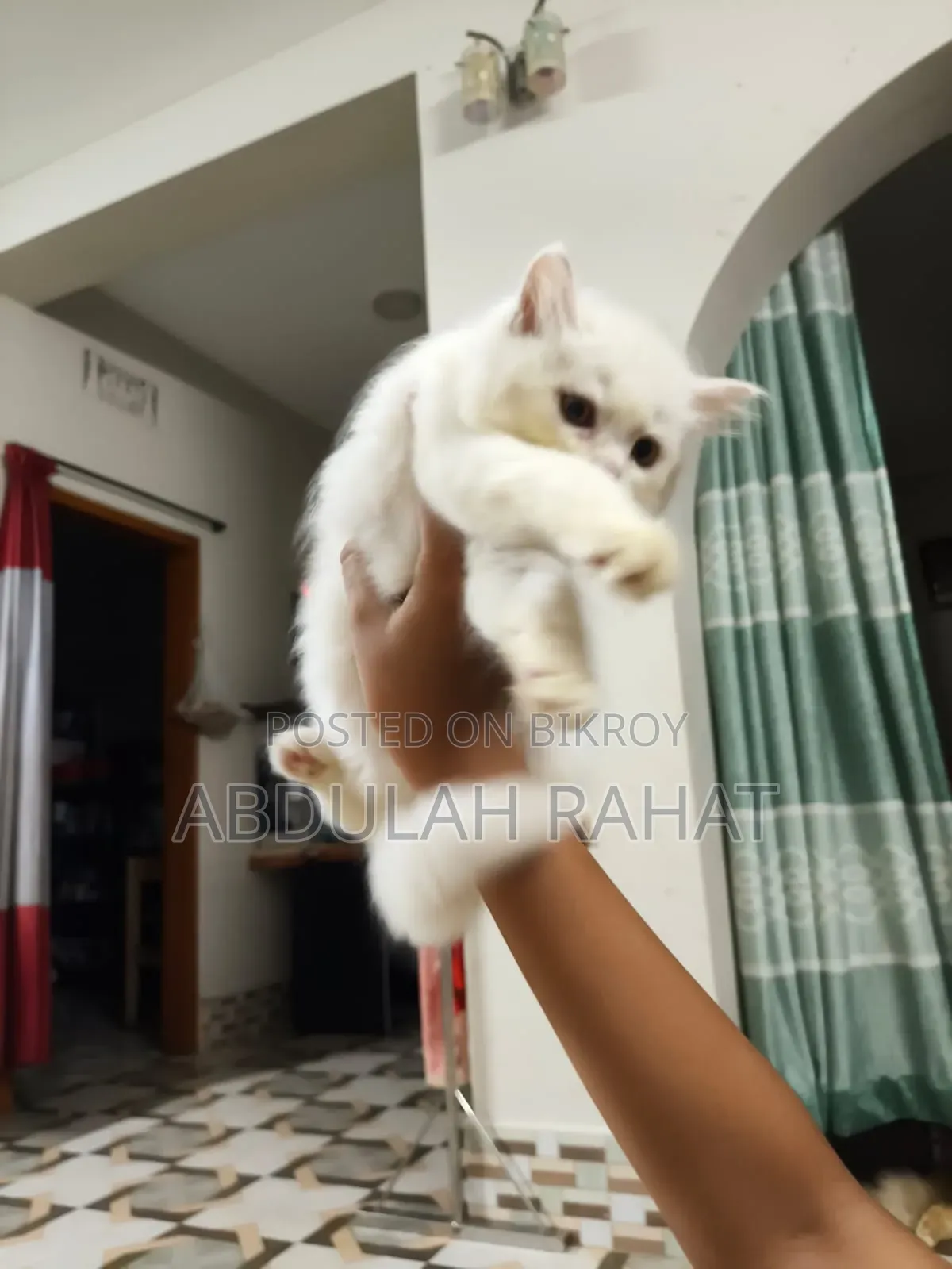 1-3 months Female Purebred Persian