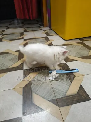 1-3 months Female Purebred Persian