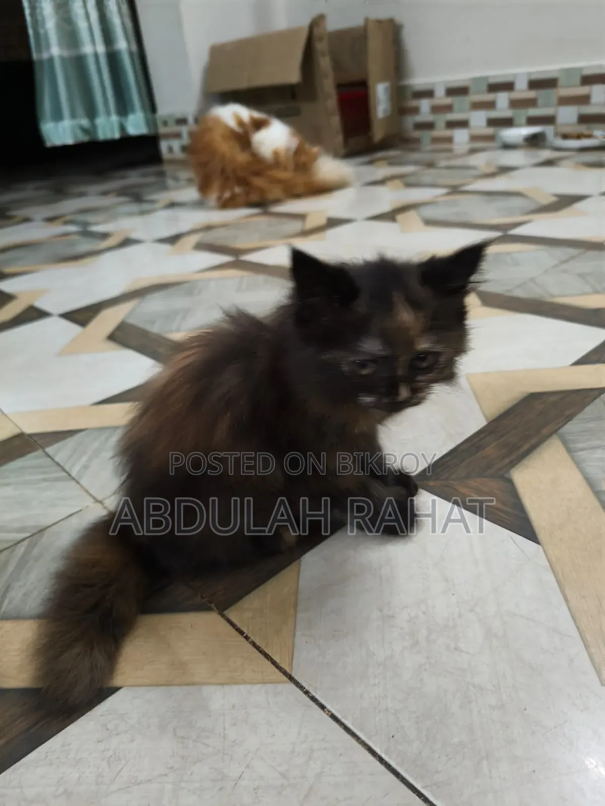 1-3 months Female Purebred Persian