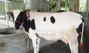 ১৩৮৬ নং উন্নত জাতের গাভী বিক্রয়।