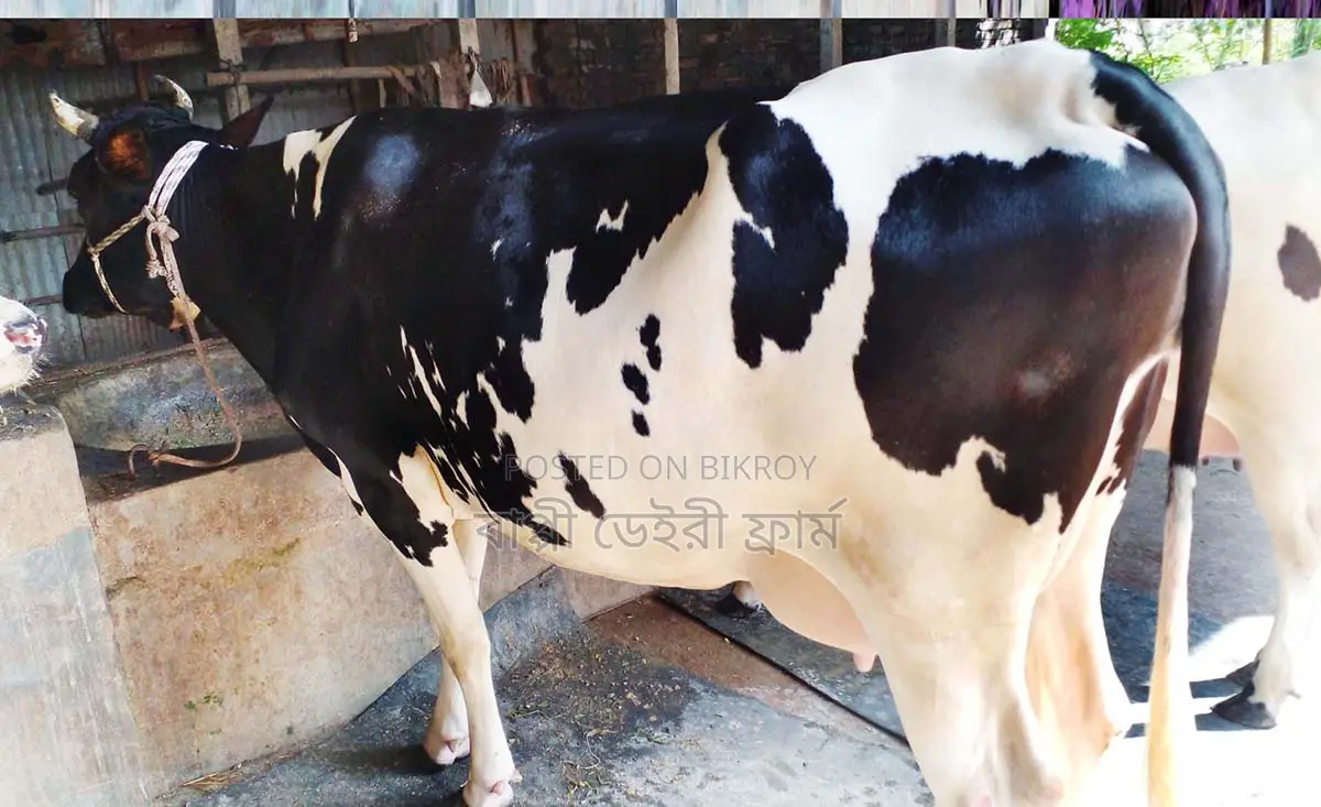 1387 Friesian Cow.