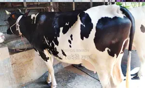 ১৩৮৭নং ফ্রিজিয়ান গাভী ।