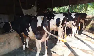১৩৮৮ নং বাছাইকৃত উন্নত জাতের ৫টি গাভী বিক্রয় হবে ।
