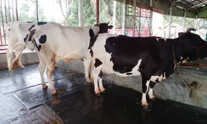 ১৩৮৯ নং ৩টি গাভী গরু বিক্রি ।