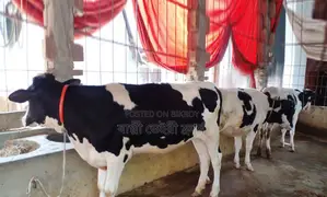 ১৩৯০ নং উন্নত জাতের ৩টি বকনা কিনুন পোষার জন্য ভালো হবে ।