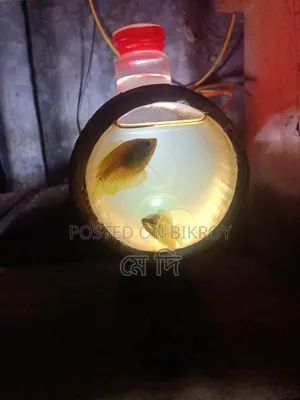 হাতে তৈরি বাঁশের অ্যাকোয়ারিয়াম মাছ।