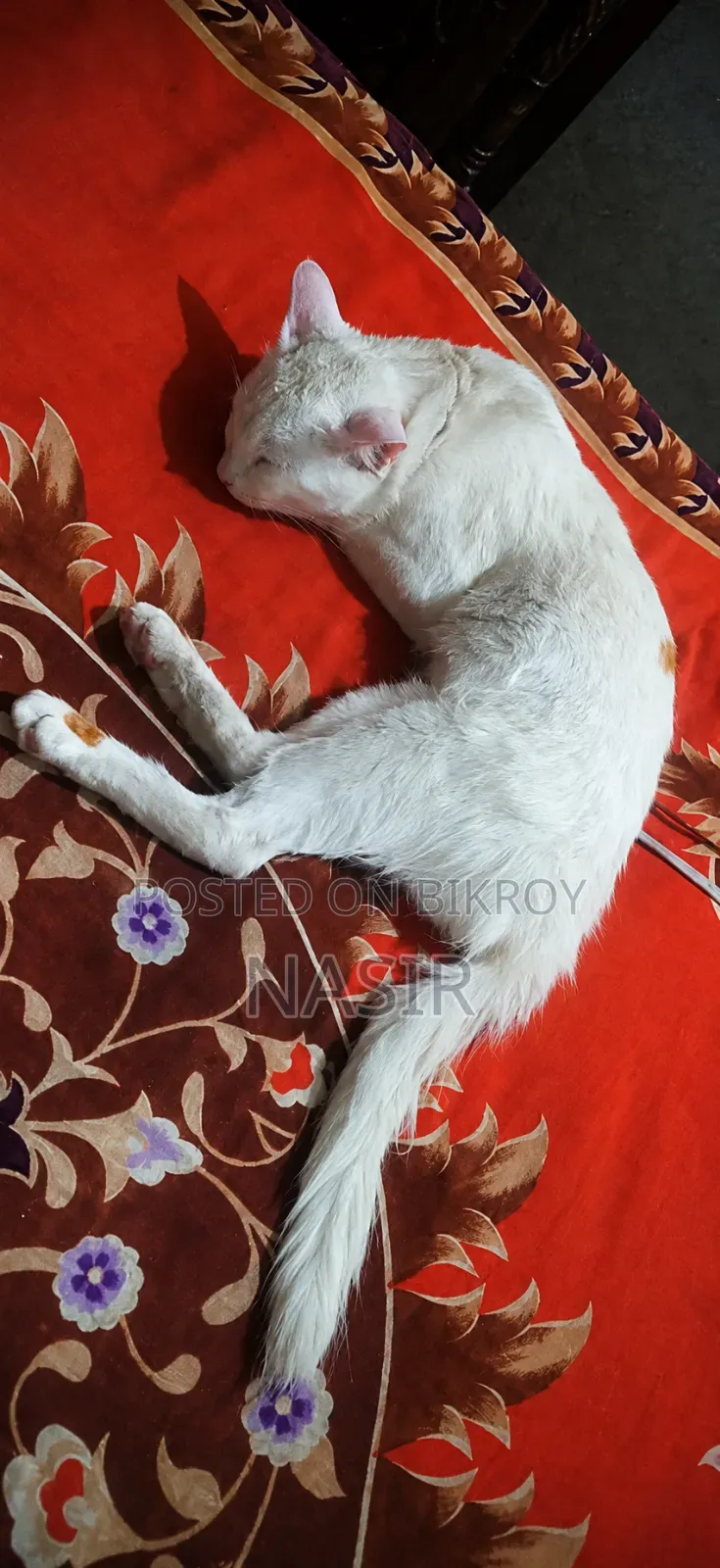 1+ Year Male Mixed Breed Exotic Cat