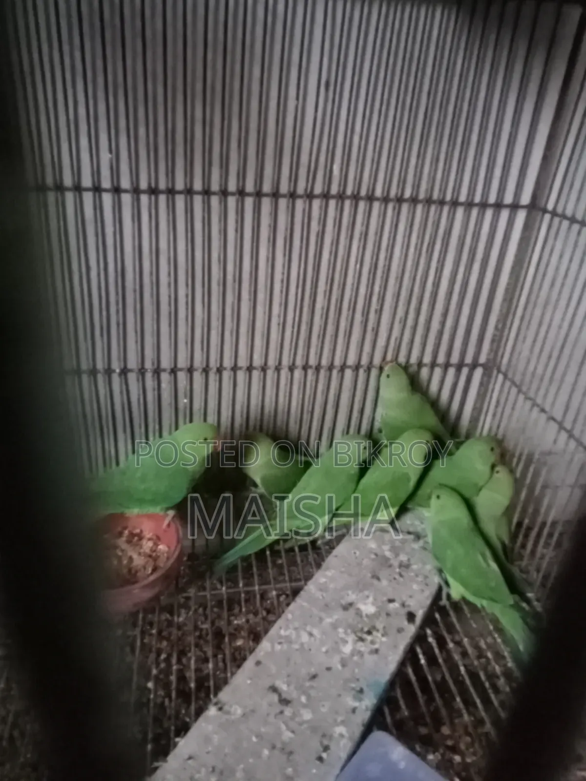 Indian Ringneck