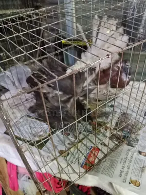 কিং কবুতর