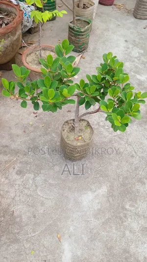 বট বনসাই বিক্রি