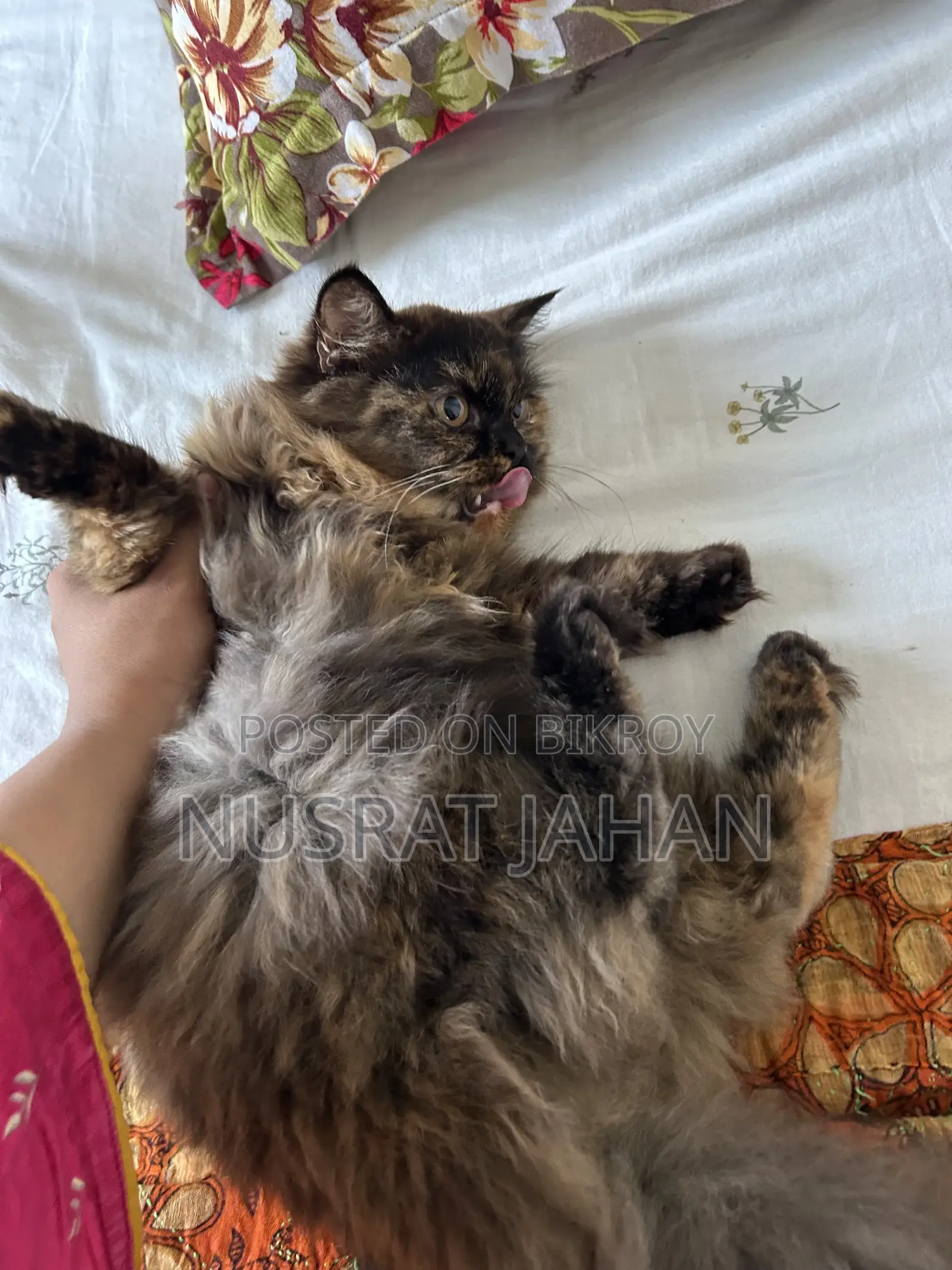 1-3 Months Female Purebred Persian