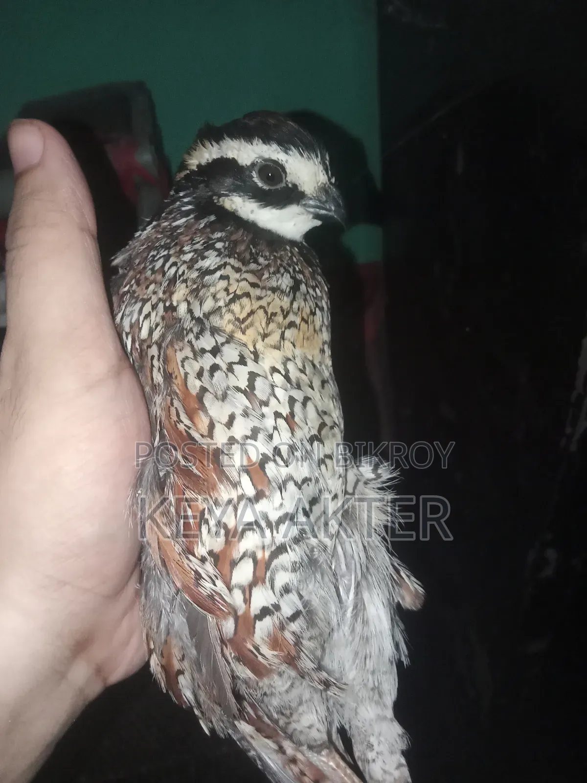 Bobwhite Male