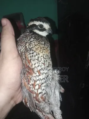 Bobwhite Male