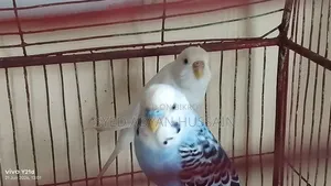 Budgie Breeding Pair