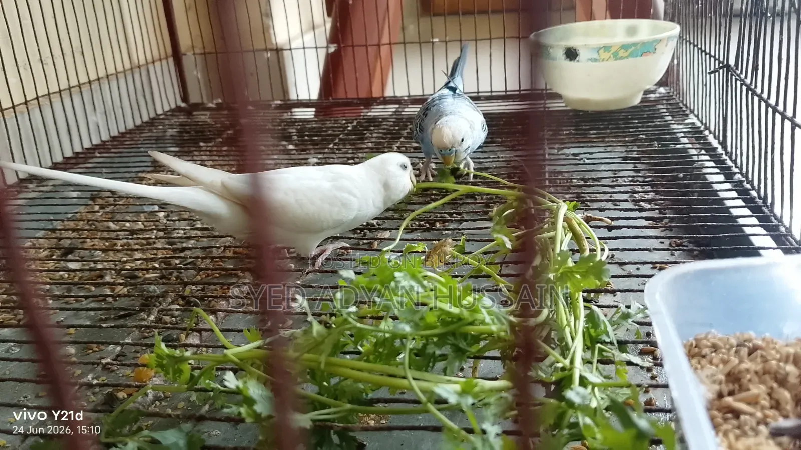 Budgie Breeding Pair