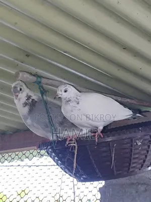 Pigeon Pair