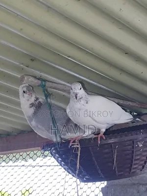 Pigeon Pair