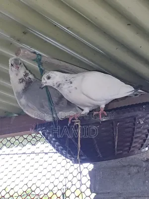 Pigeon Pair