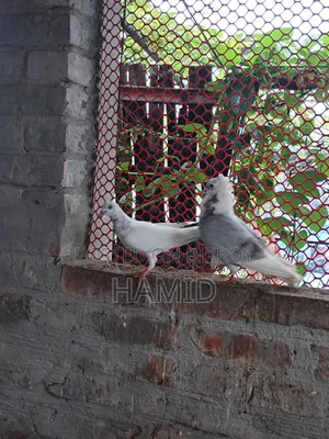 Pigeon Pair
