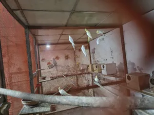 Cockatiel Bird