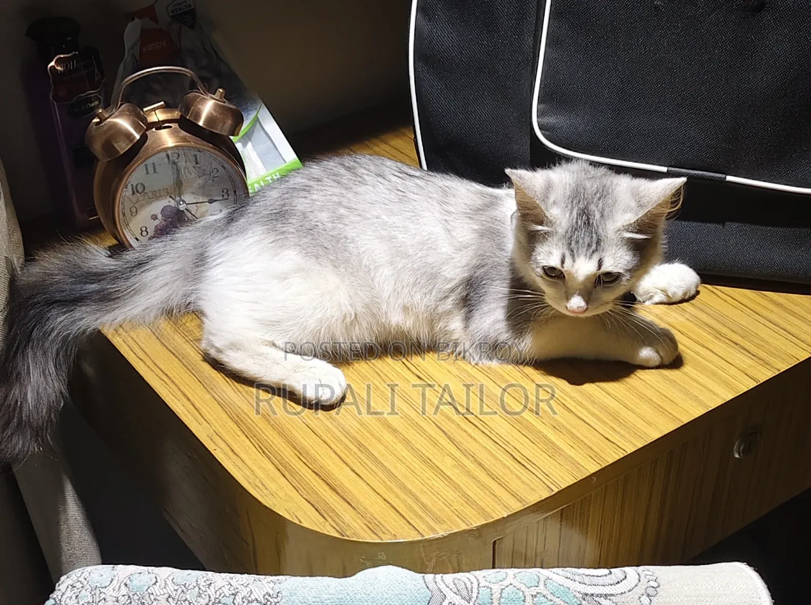 6-12 Months Male Mixed Breed Maine Coon