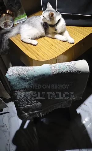 6-12 Months Male Mixed Breed Maine Coon