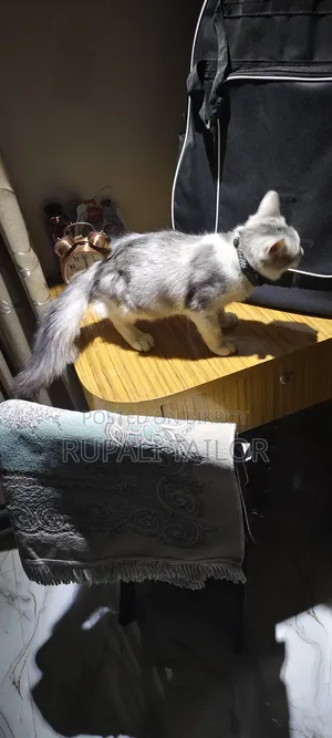 6-12 Months Male Mixed Breed Maine Coon