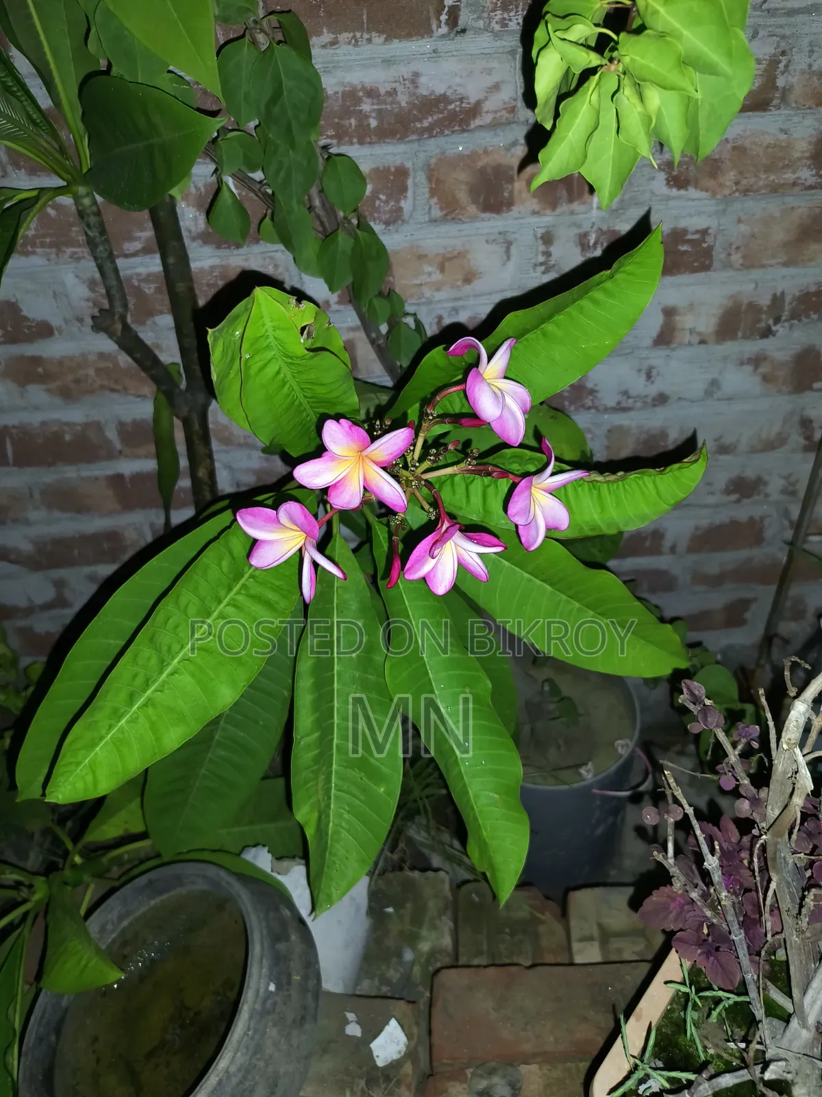 কাঠগোলাপের গাছ
