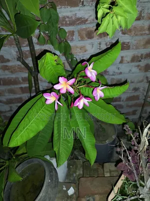 কাঠগোলাপের গাছ