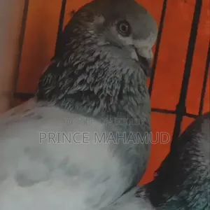 খাকি এক জোরা কবুতর