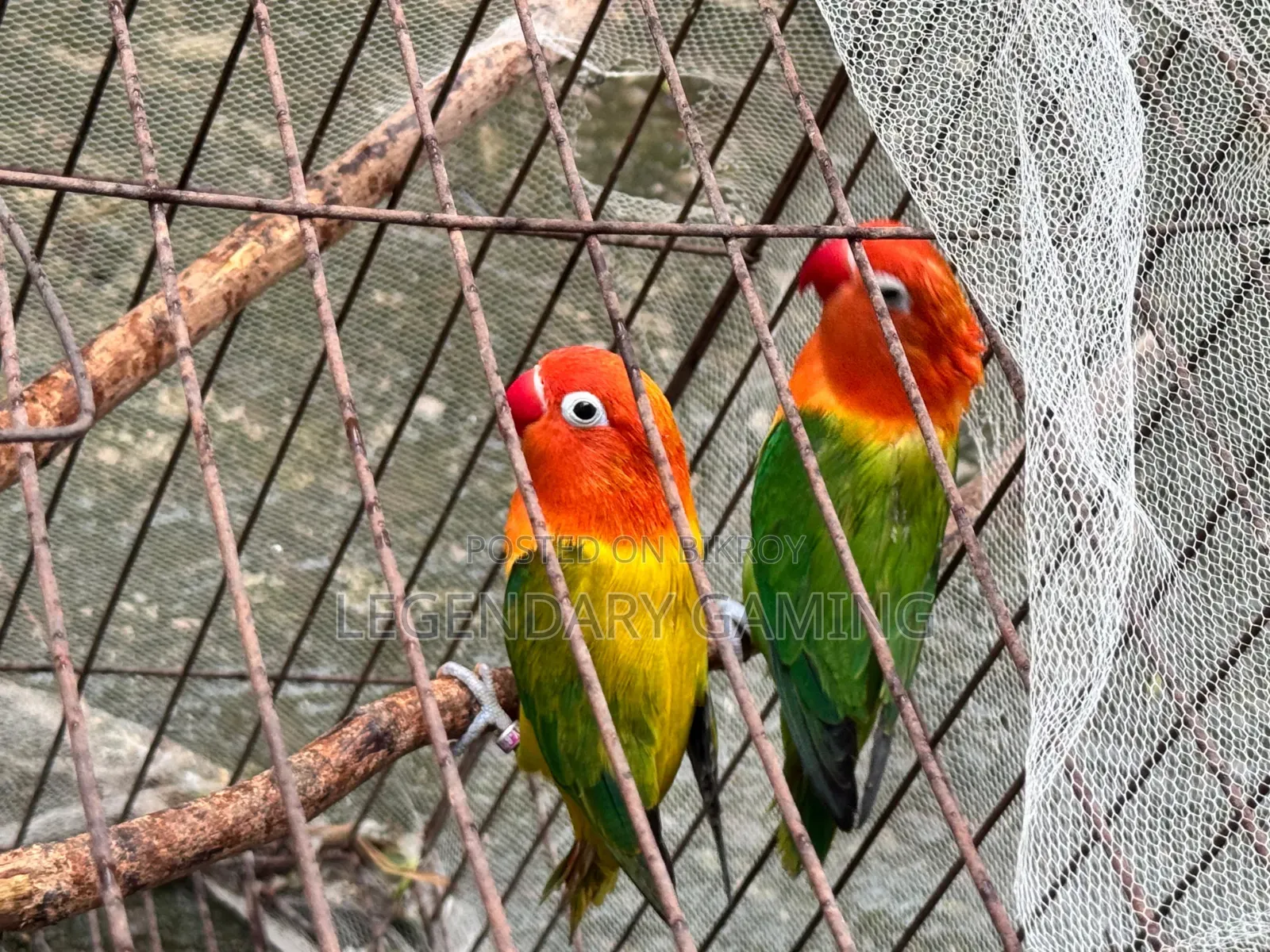 Quality Full Love Bird