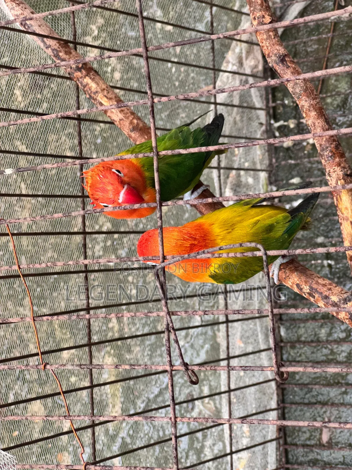 Quality Full Love Bird