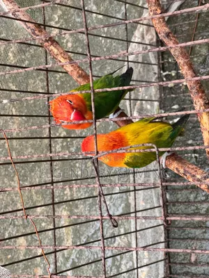 Quality Full Love Bird