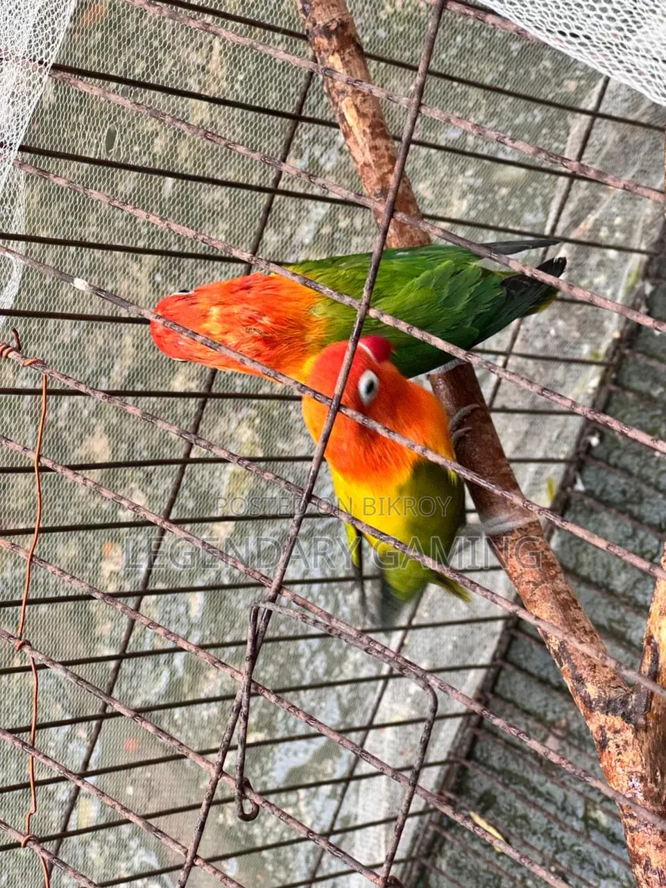 Quality Full Love Bird