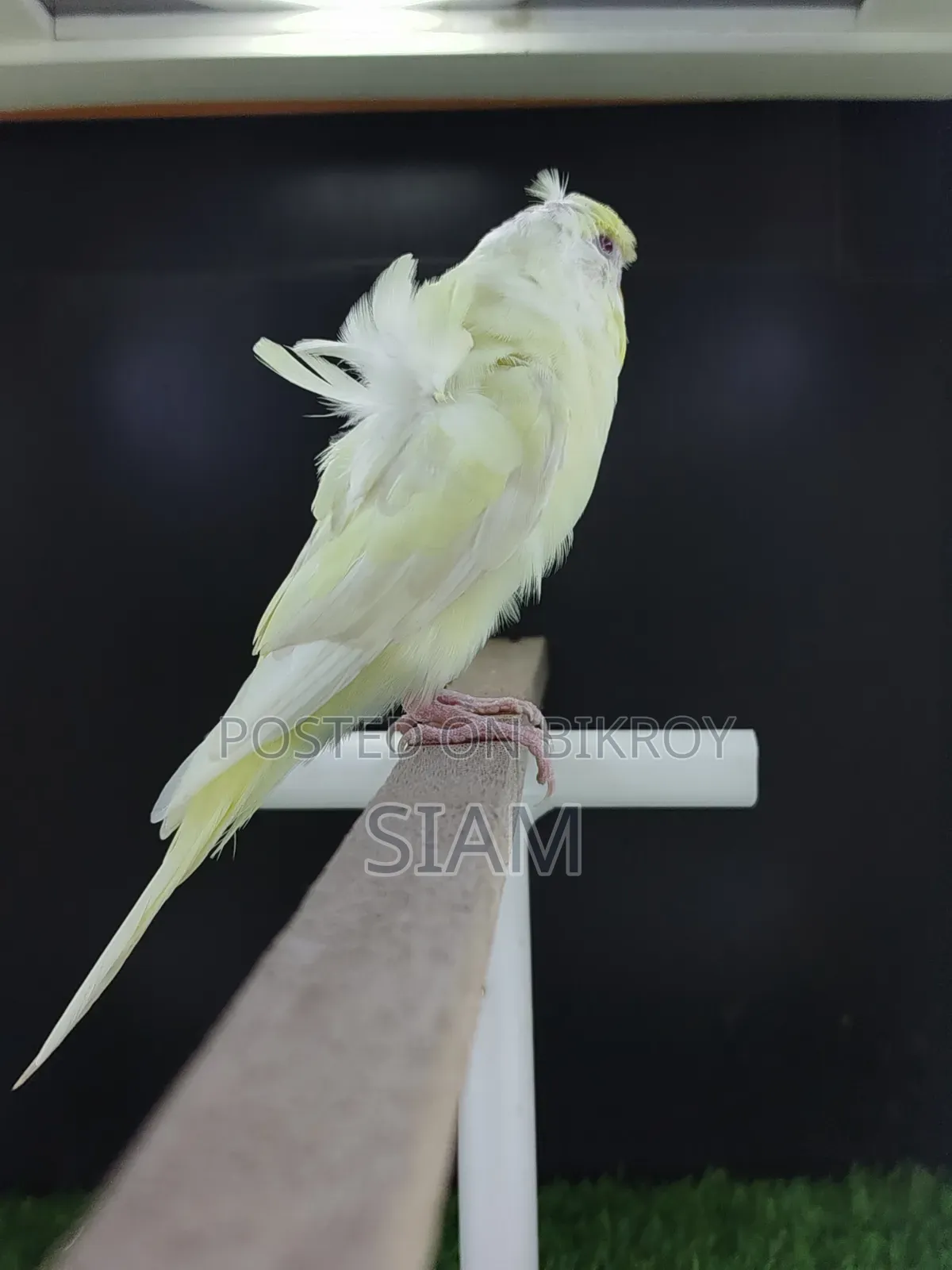 Sf Yf-2 Jp Budgerigar Male