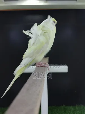 Sf Yf-2 Jp Budgerigar Male