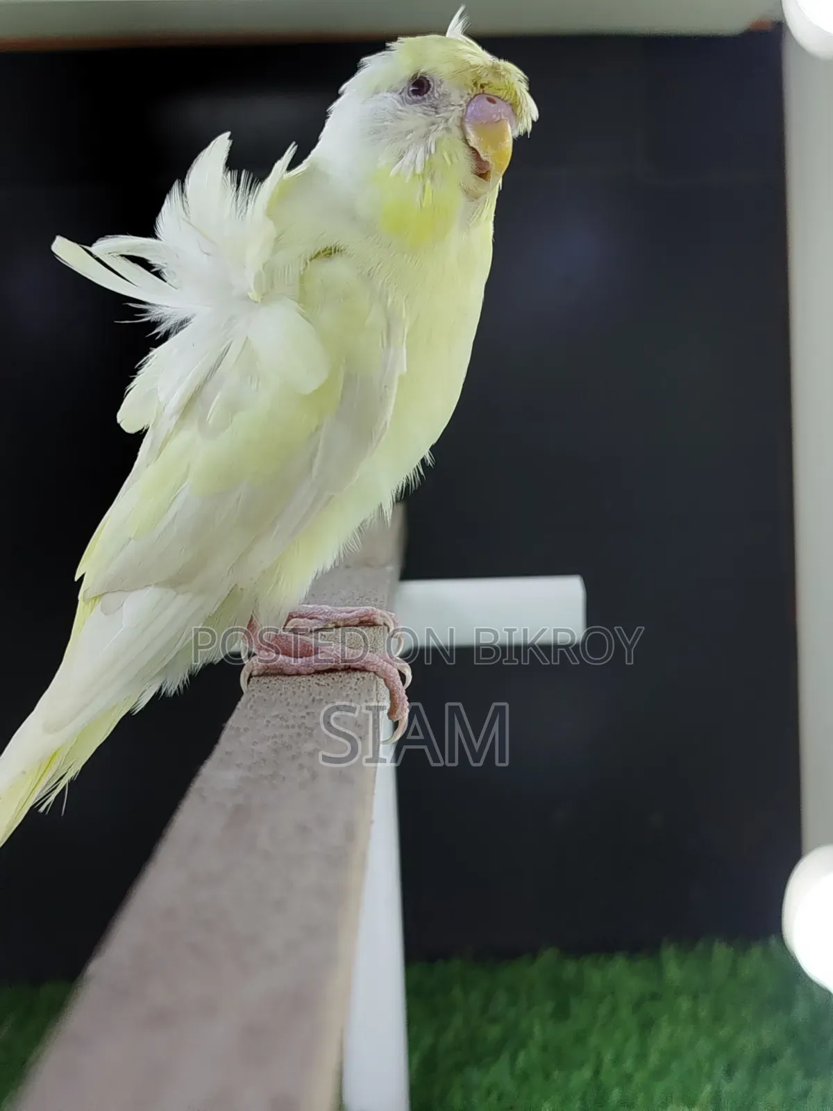 Sf Yf-2 Jp Budgerigar Male