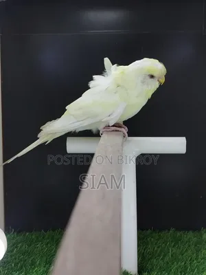 Sf Yf-2 Jp Budgerigar Male