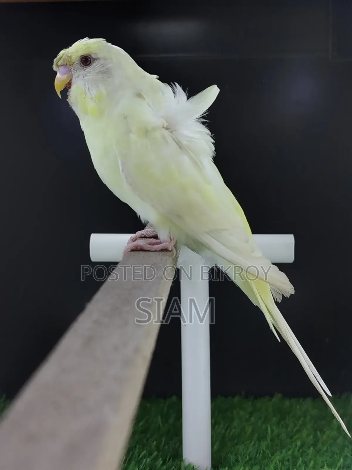 Sf Yf-2 Jp Budgerigar Male
