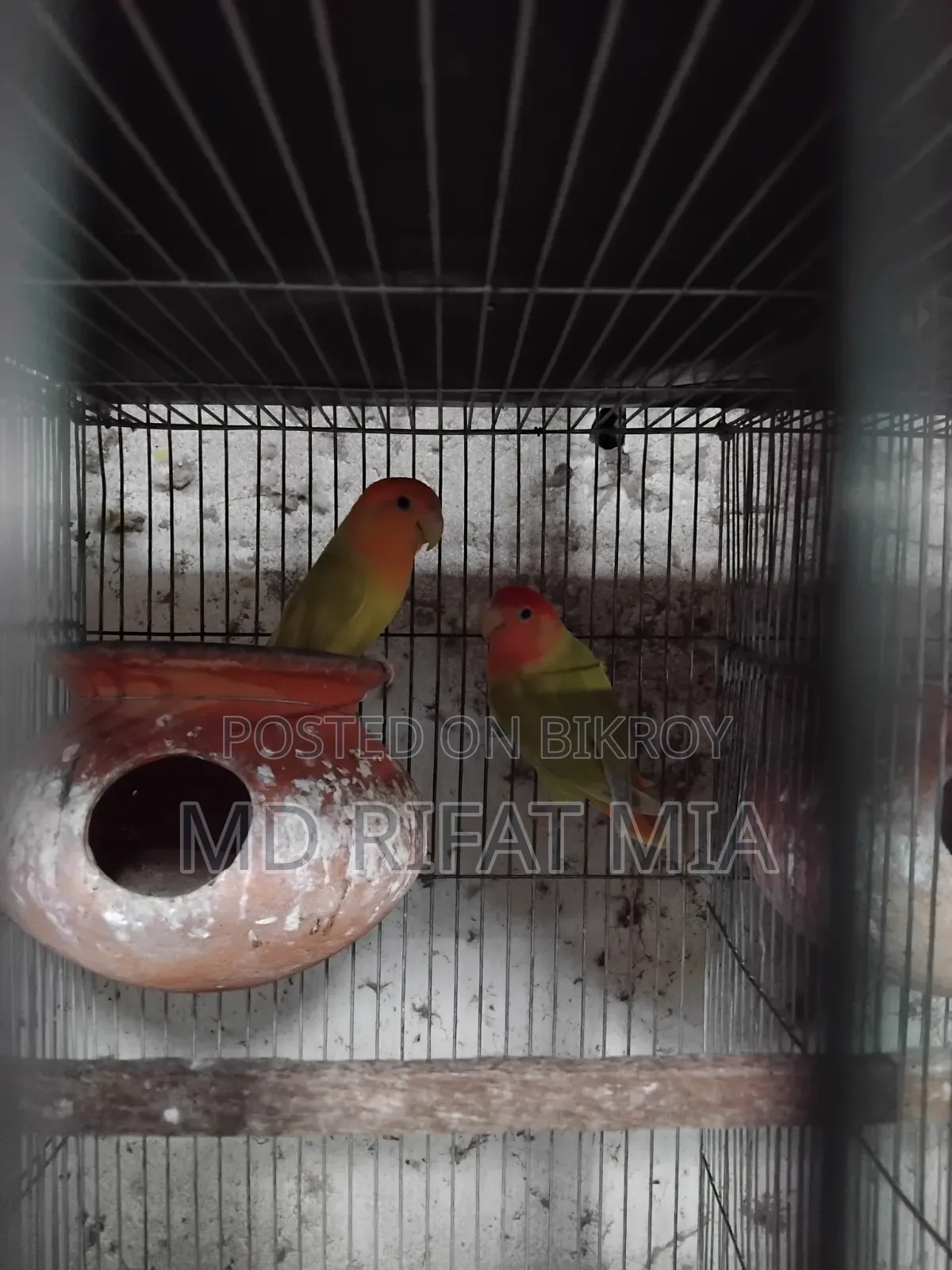 Love Bird Small